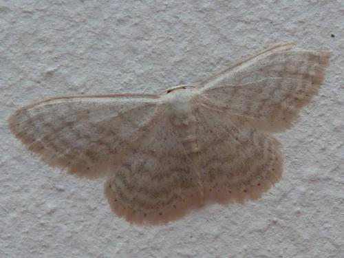 Réf. 217 780 : Idaea subsericeata